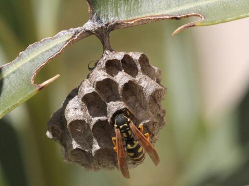 Polistes dominula